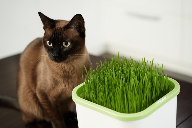 Проращиватель Х1 (Аэросад)