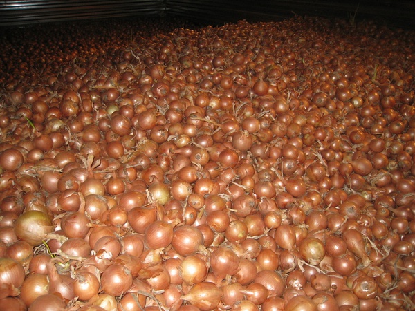 Лук репчатый