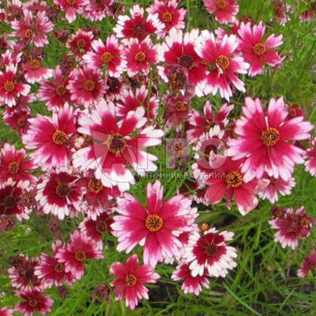 КОРЕОПСИС FRUIT PUNCH