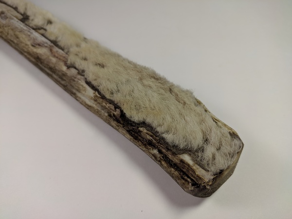 Рога северного оленя с нашей фермы свежие, сухие, мохнатые, цельные и всех размеров