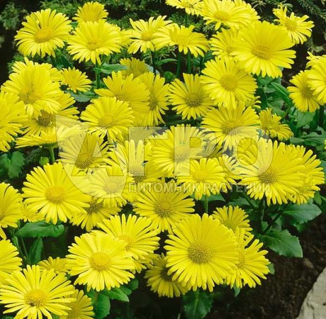 东方小狮子座（DORONIKUM EASTERN LITTLE LEO）