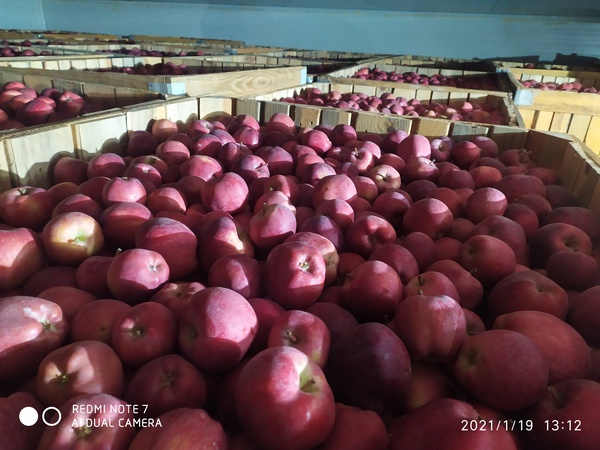 İhracat için Türkiye'den Elma