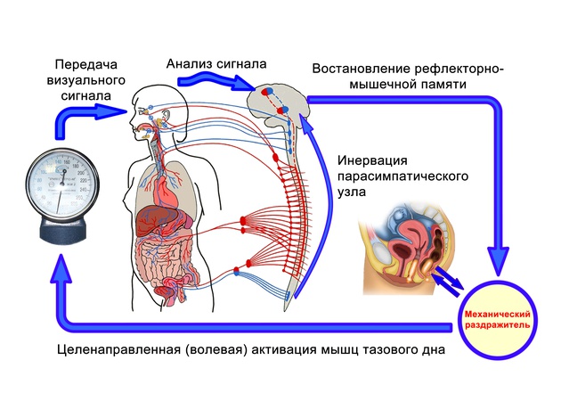 Male physiotherapy apparatus for the treatment of prostatitis with biofeedback.
