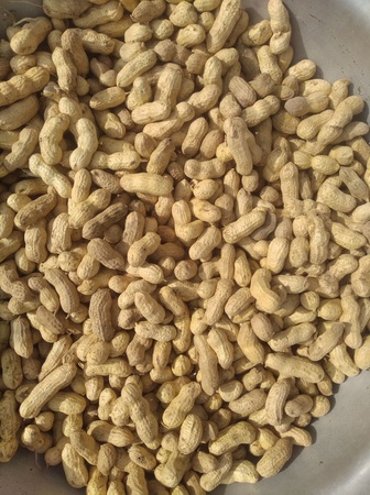 Арахис в скорлупе. Экспорт из Узбекистана