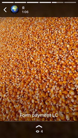 Wheat  grain from Russia big bulk