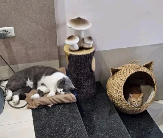 Hasır Rattan Evcil Hayvan Yatağı, Dokuma Kedi Yatağı, El Yapımı Evcil Hayvan Evi Ev, Köpek Yatağı