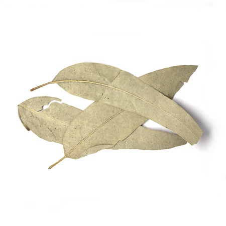 eucalyptus leaf