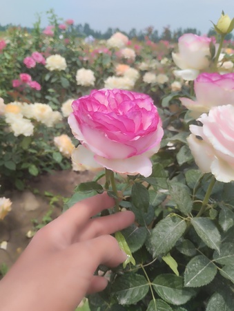 Rose Garden Uz