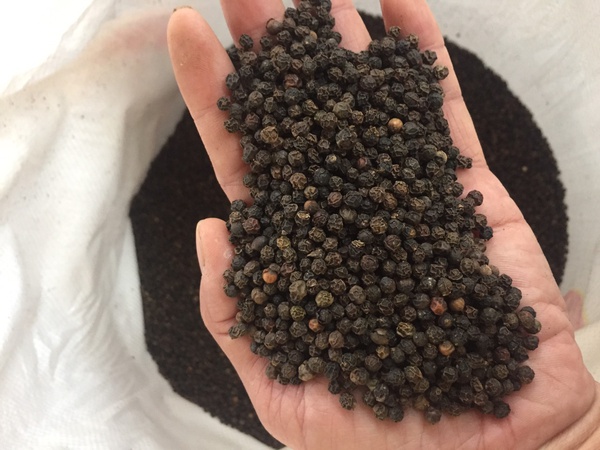 Baharatlar karabiber. En yüksek kalitede kurutulmuş gevşek karabiber. Vietnam'da üretildi.