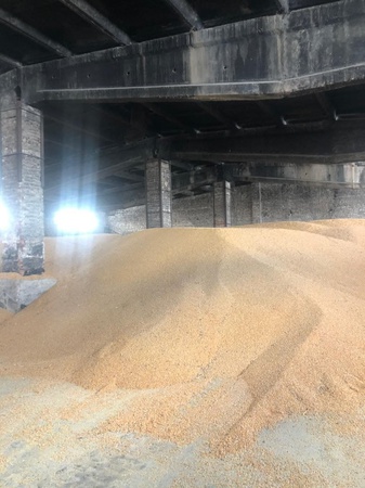 Tahıllar ve yağlı tohumlar