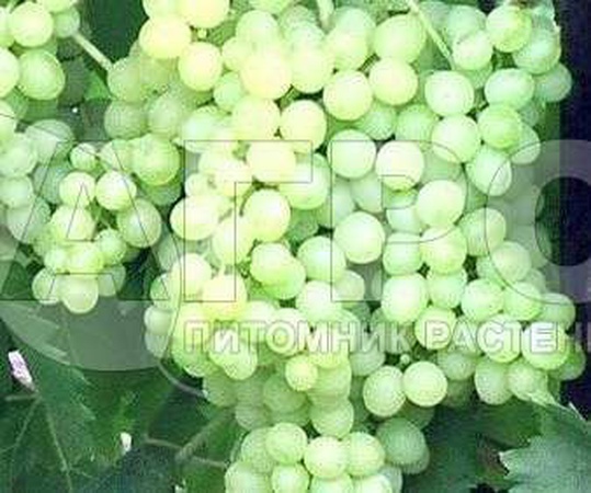 ВИНОГРАД СОРТ КИШ-МИШ