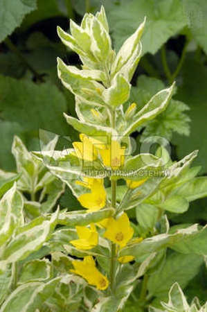 ВЕРБЕЙНИК ТОЧЕЧНЫЙ