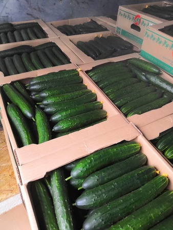 Шипастые тепличные огурцы с комбината Майский