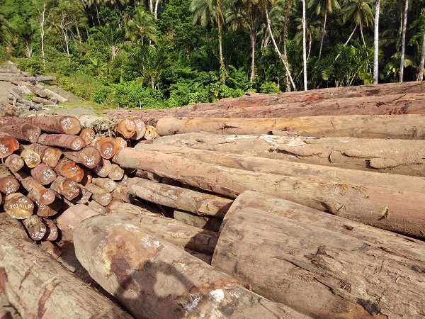 ДЕРЕВЯННЫЕ Бревна СРЕДНЕГО ДИАМЕТРА 80 СМ ИЗ КАМЕРУНА ДОУССИ КОССО ТАЛИ