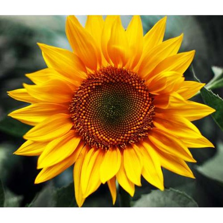 Семена подсолнечника из Казахстана