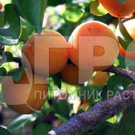 АБРИКОС СОРТ ТРИУМФ СЕВЕРНЫЙ