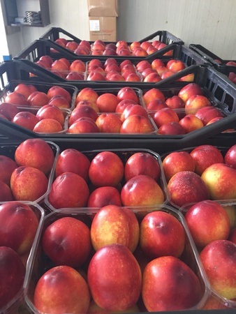 Reife Nektarine vom Erzeuger Türkei. Neue Saison Juni 2021