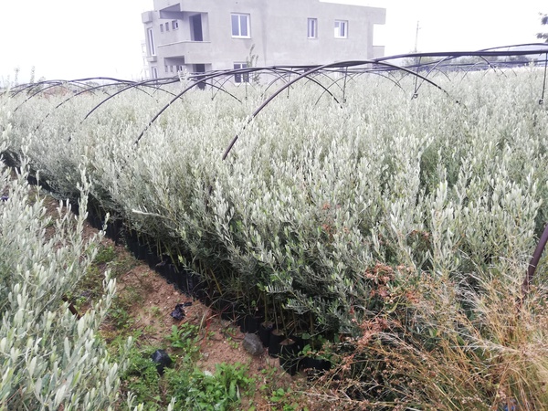 Саженцы фруктов