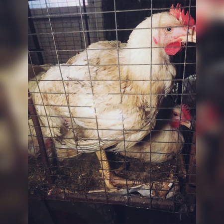 Фермерская курица бройлер свежая не замороженная .