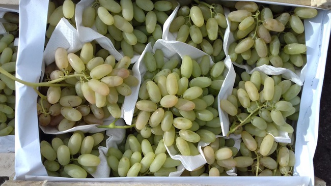 Üzüm Özbekistan Toptan