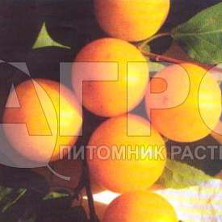 ALYCHA VARIETY IVOLGA