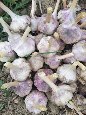 Чеснок красный