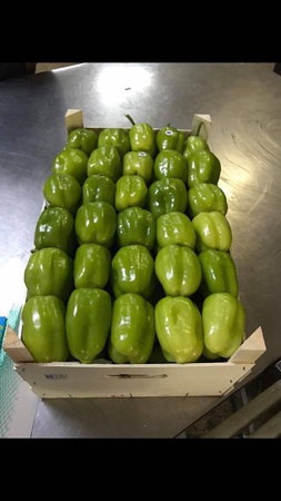 Türkiyeden California Tatlı Biber