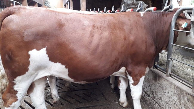 Simmental Sığır, Canlı Hamile İnek