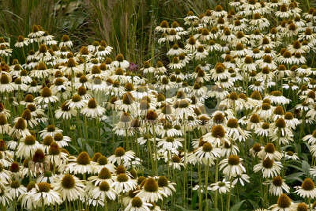 ЭХИНАЦЕЯ ПУРПУРНАЯ БЕЛАЯ