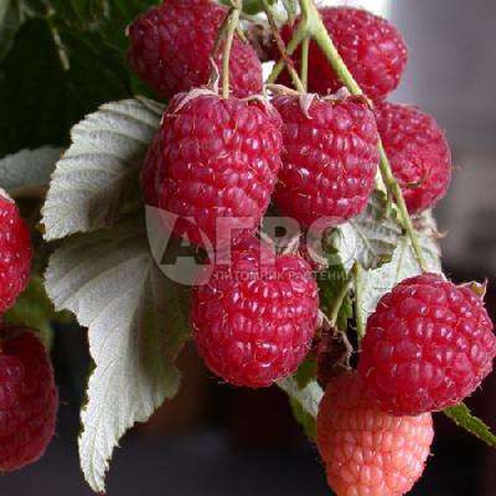 МАЛИНА СОРТ ГЕРАКЛ