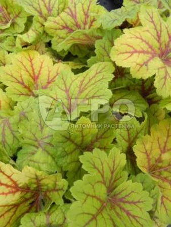 ГЕЙХЕРАELEKTRA