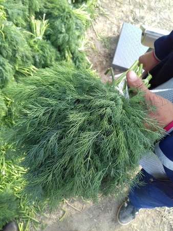 Укроп свежий Узбекистан высший сорт