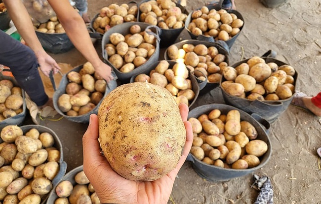 Свежий картофель