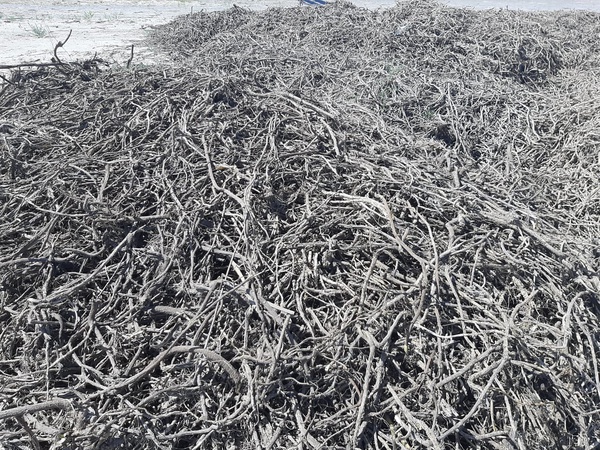 Корень солодки