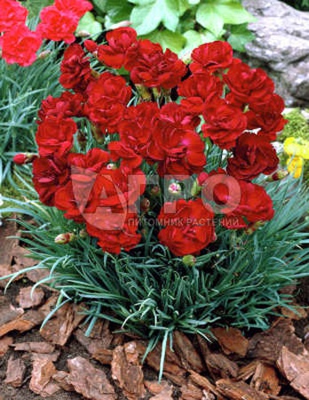 ГВОЗДИКА ПЕРИСТАЯ DESMOND