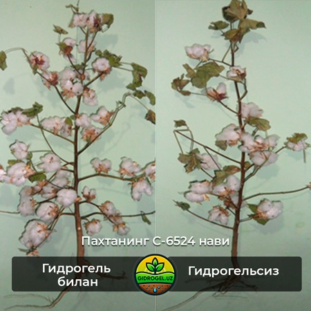 Tribus гидрогель