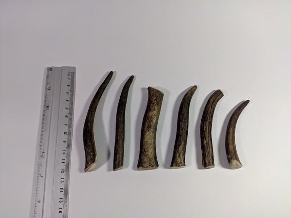 Рога северного оленя с нашей фермы свежие, сухие, мохнатые, цельные и всех размеров