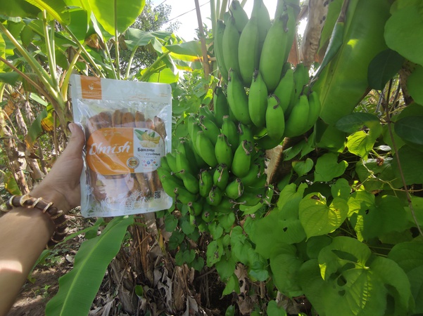 Kurutulmuş Muz. OLMISH fabrikalarından kurutulmuş meyveler