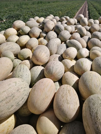 Ахуенная дыня 🍈 сушеная , свежий оба