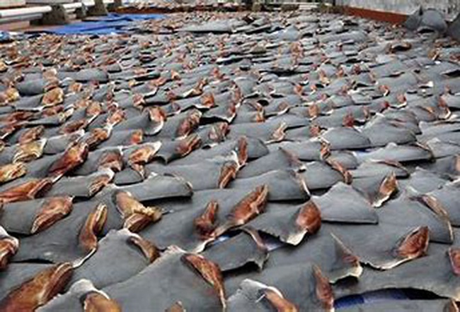 Köpekbalığı yüzgeci balığı