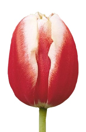 Тюльпаны оптом на 8 марта Leen Van Der Mark Триумф