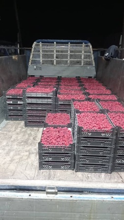 Малина свежая и замороженная