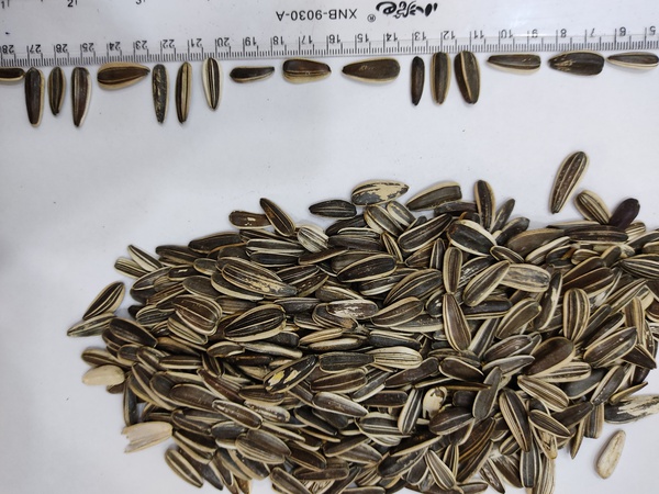 供应葵花籽（条纹籽）