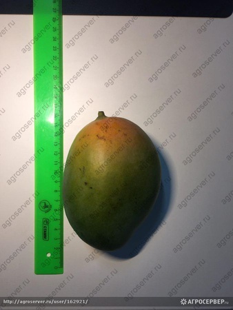 Манго зелёный сорт (Египет)