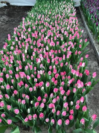 Hollandalı bir ampulden Belarus laleleri