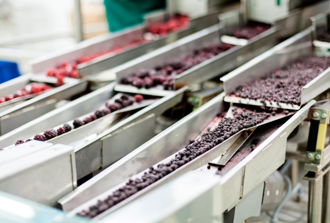 Berry processing line