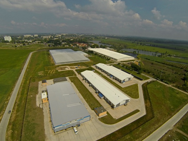 Икра чёрная