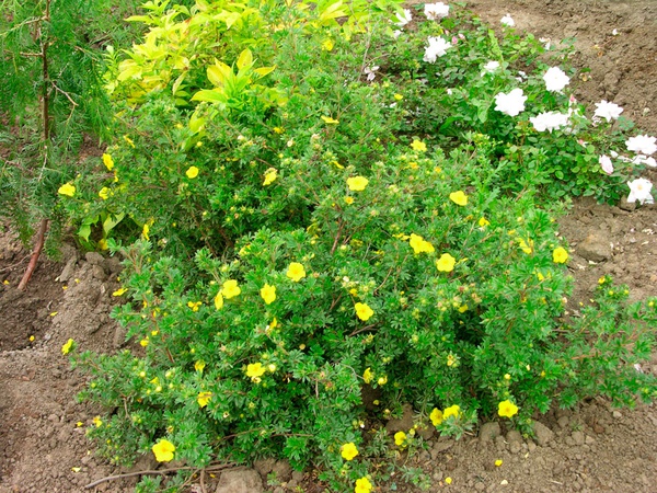 Курильский чай «Голдфингер»