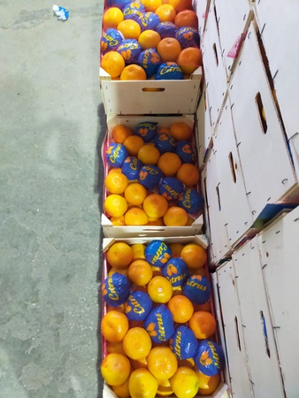 Tangerine Satsuma Freimon Clementine Oscar from Turkey