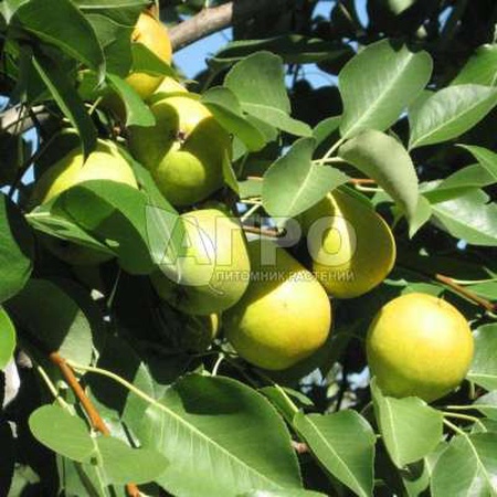 ГРУША СОРТ ЧИЖОВСКАЯ